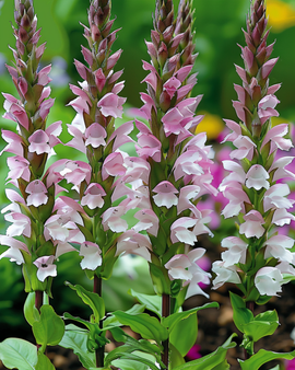 Akantzaden Acanthus Mollis vaste bloem