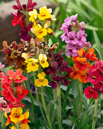 Muurbloem Fair Lady zaden (Erysimum cheiri) – tweejarige bloem
