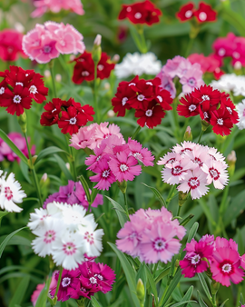 Duizendschoonzaden Dianthus Barbatus tweejarig gemengd enkelbloemig