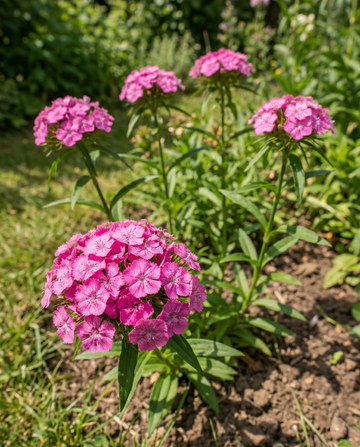 Duizendschoon Pink Beauty (Dianthus barbatus) – tweejarige bloemenzaden van SeedsChoice