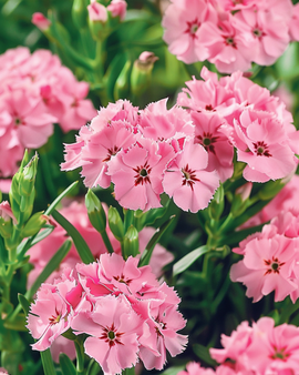 Duizendschoonzaden Dianthus Barbatus Pink Beauty tweejarige bloem