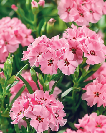 Zaden van duizendschoon Pink Beauty (Dianthus barbatus) – tweejarige bloem