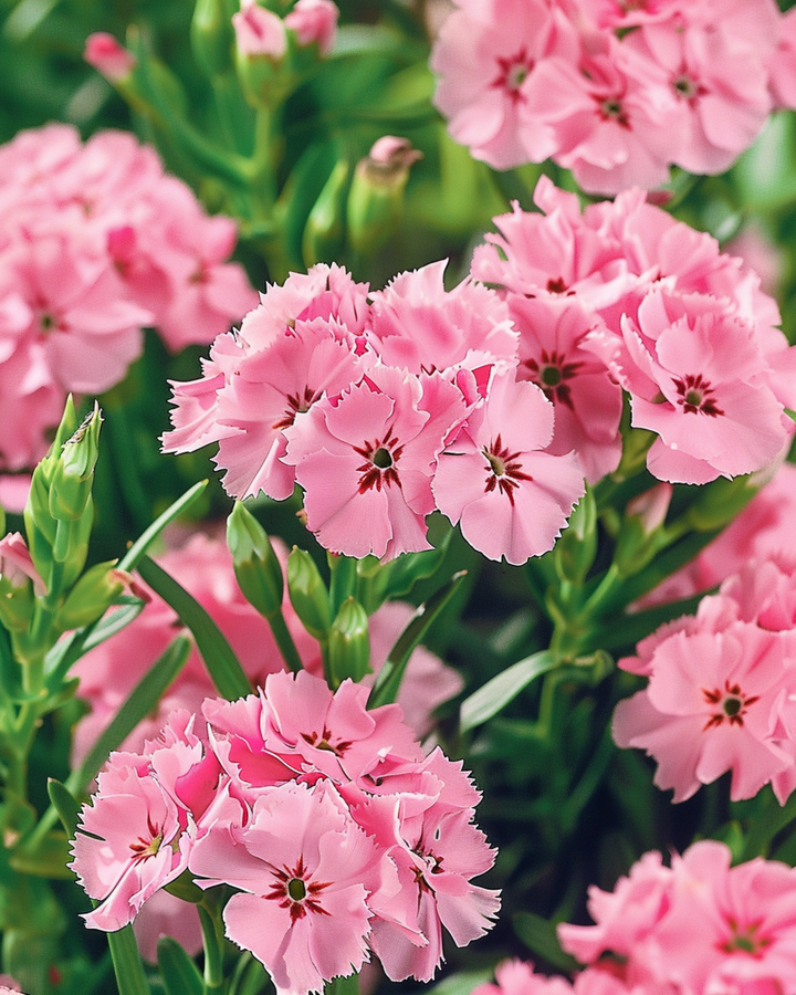 Zaden van duizendschoon Pink Beauty (Dianthus barbatus) – tweejarige bloem