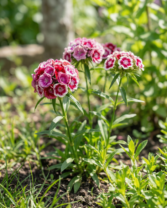 Duizendschoon Mixed Double Flowering (Dianthus barbatus) – tweejarige bloemenzaden van SeedsChoice
