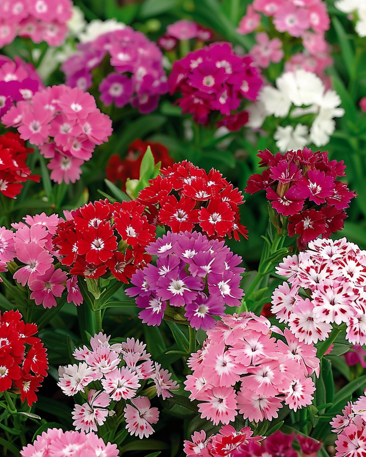 Zaden van duizendschoon Mixed Double Flowering (Dianthus barbatus) – tweejarige bloem