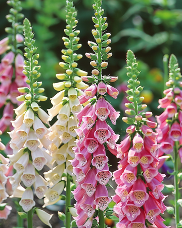 Mixed Colors Ornamental zaden (Digitalis purpurea) – tweejarige bloem