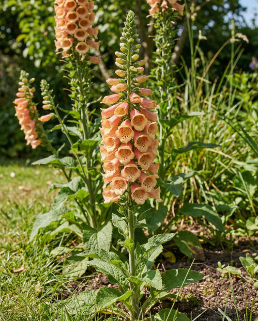 Peach F1 (Digitalis dalmatian) – tweejarige zaden van SeedsChoice