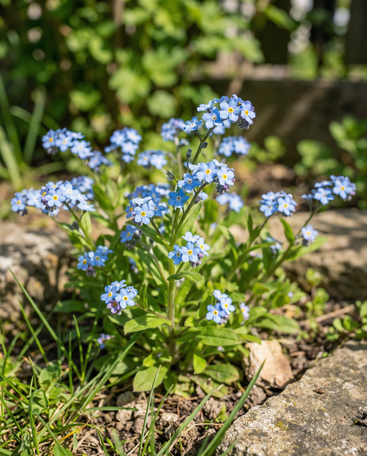 Vergeet-mij-niet Blauw (Myosotis alpestris) – tweejarige bloemenzaden van SeedsChoice