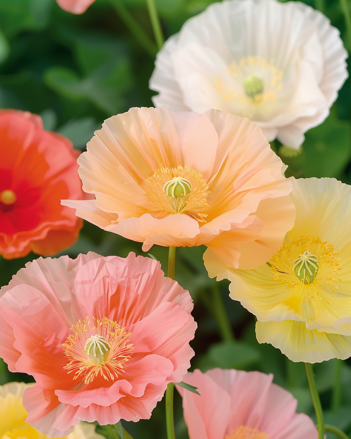 Island Poppy Mixed Colours zaden (Papaver nudicaule) – tweejarige bloem