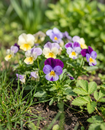 Bambini Mixed (Viola cornuta) – tweejarige bloemenzaden van SeedsChoice