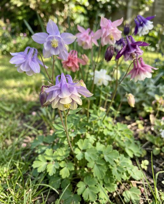 Akelei Mrs Scott Elliott (Aquilegia vulgaris) – meerjarige zaden van SeedsChoice