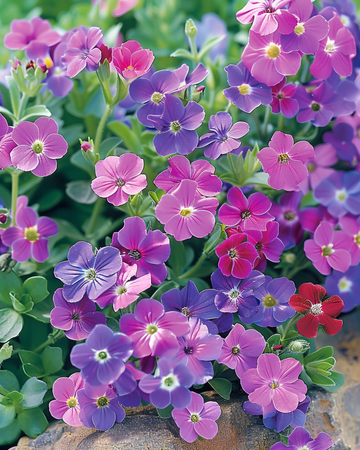 Rock Cress Mix zaden (Aubrieta hybrida) – meerjarig