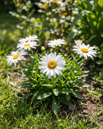 Shasta Daisy Silver Princess (Chrysanthemum maximum) – meerjarige zaden van SeedsChoice