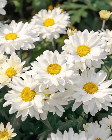 Shasta Daisy Silver Princess zaden (Chrysanthemum maximum) – meerjarig