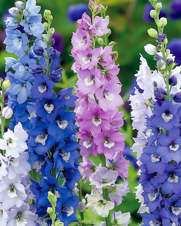 Larkspur Giant Pacific Mixed zaden (Delphinium cultorum) – meerjarige mix