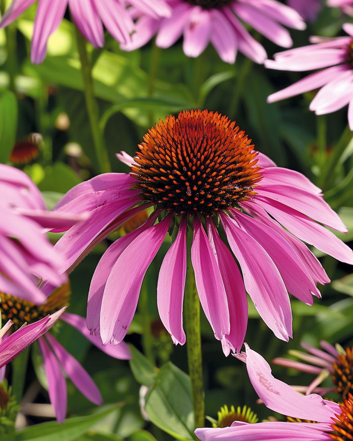 Rode zonnehoed zaden (Echinacea purpurea) – meerjarige bloem