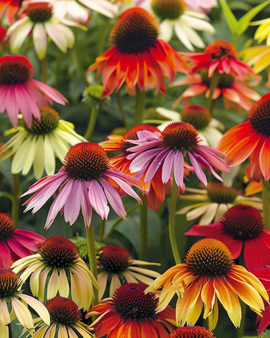 Zonnehoedzaden Cheyenne Spirit Echinacea Hybrida vaste mix