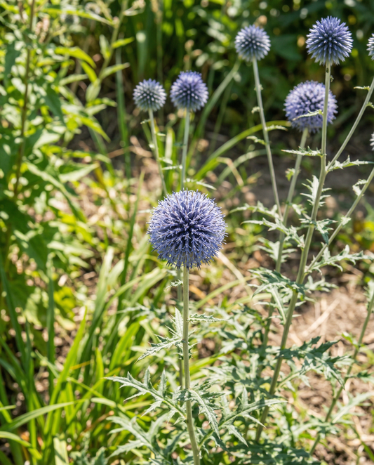 Globe Thistle Blue (Echinops ritro) – meerjarige zaden van SeedsChoice