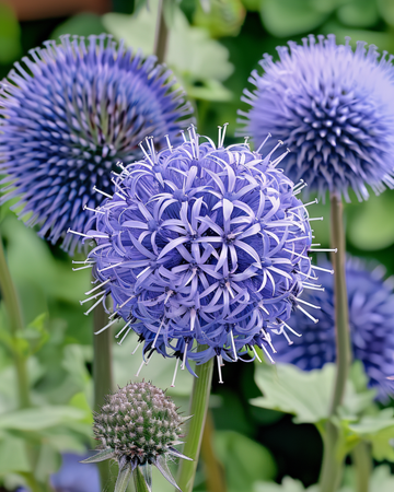 Globe Thistle Blue zaden (Echinops ritro) – meerjarig