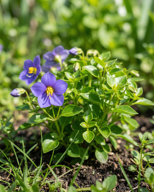 Persian Violet Midget Blue (Exacum affine) – eenjarige bloemenzaden van SeedsChoice