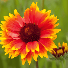 Kokardebloemzaden Gaillardia Aristata vaste plant droogtetolerant