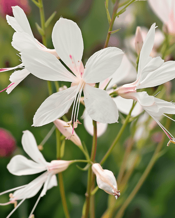 Sparkle White zaden (Gaura lindheimeri) – meerjarige bloem