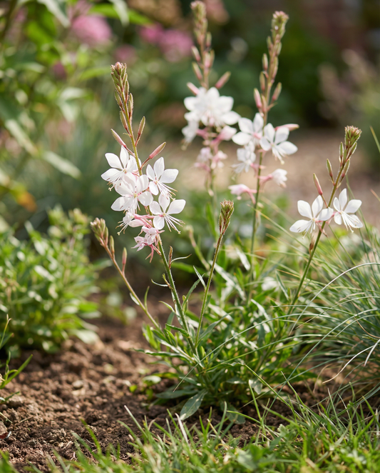Sparkle White (Gaura lindheimeri) – meerjarige bloemenzaden van SeedsChoice