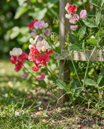Lathyrus Mix (Lathyrus latifolius) – meerjarige bloemenzaden van SeedsChoice