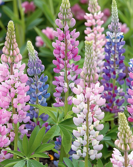 Lupinezaden Russell's Hybrids Lupinus Polyphyllus vaste mix