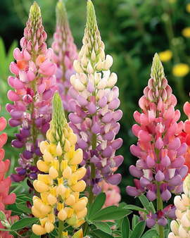 Lupinezaden Minarette Lupinus Polyphyllus meerjarig