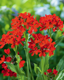 Lychniszaden Lychnis Chalcedonica vaste bloem