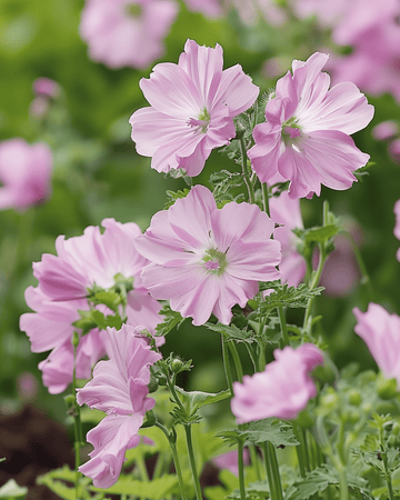 Muskuskaasjeskruid zaden (Malva moschata) – meerjarige bloem