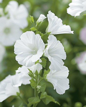 Muskuskaasjeskruid Alba White zaden (Malva moschata) – meerjarige bloem