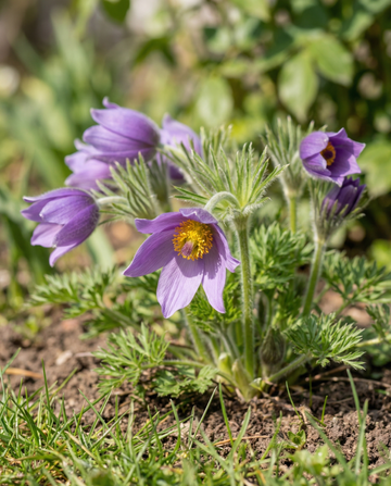 Pulsatilla (Pulsatilla vulgaris) – meerjarige bloemenzaden van SeedsChoice