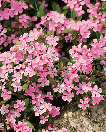 Zeepkruid zaden (Saponaria ocymoides) – meerjarige bloem