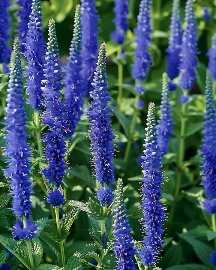 Speedwell Blue Bouquet zaden (Veronica spicata) – meerjarige bloemenzaden