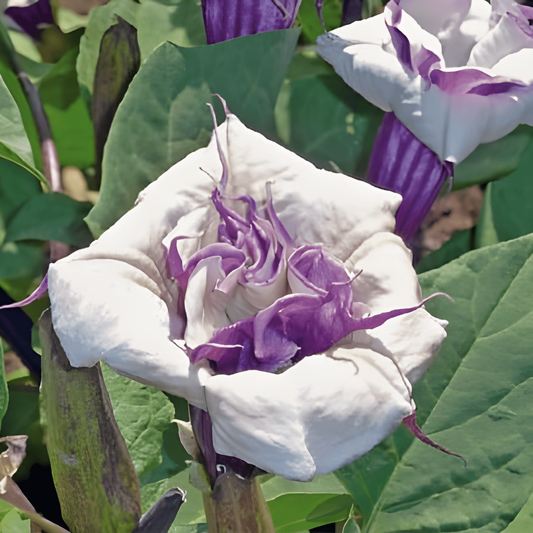 Mix Full Sun 40 Cm Height – eenjarige bloemenzaden van SeedsChoice
