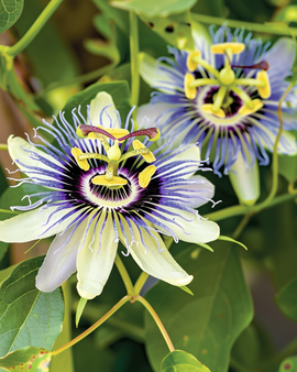 Passiflora Caerulea-zaden passiebloem meerjarige klimplant