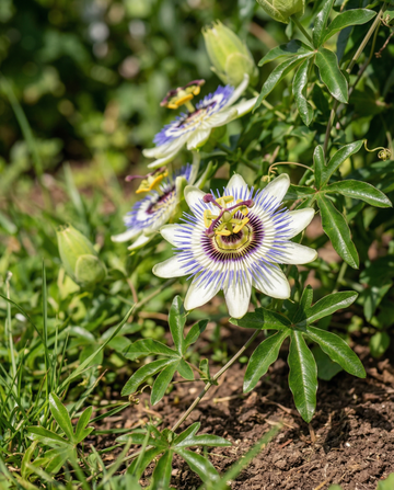 Passiebloem klimmer (Passiflora caerulea) – meerjarige klimplant zaden van SeedsChoice