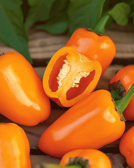 Paprikazaden Snacking Mini Orange eenjarig Capsicum Annuum