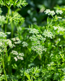 Anijs zaden Pimpinella Anisum eenjarig kruid