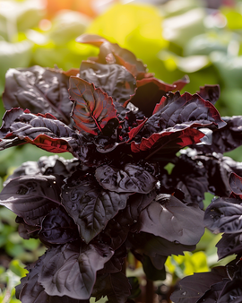 Basilicum Red Lizzy zaden Ocimum Basilicum eenjarig grootbladig