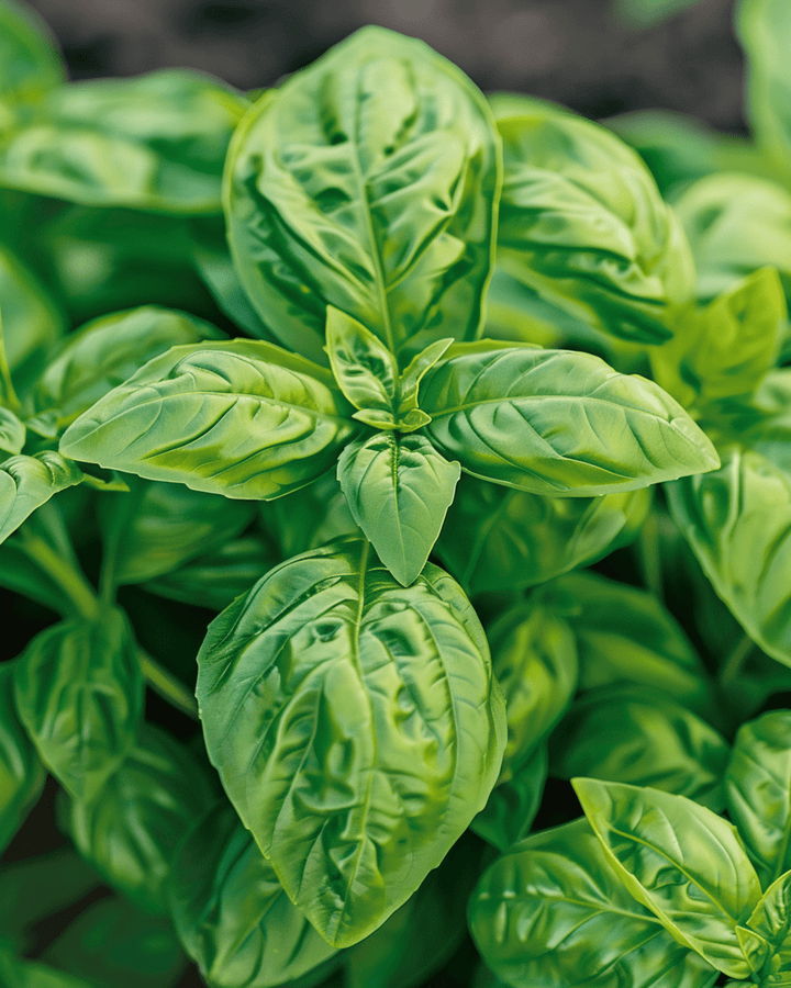 Sweet Basil Large Leaved zaden (Ocimum basilicum) – eenjarig