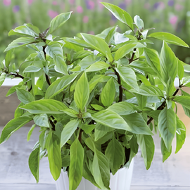 Basilicum Siam Queen zaden Ocimum Basilicum eenjarig kruid