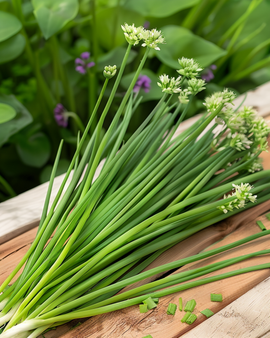 Knoflookbieslook zaden Allium Tuberosum vaste plant kruid