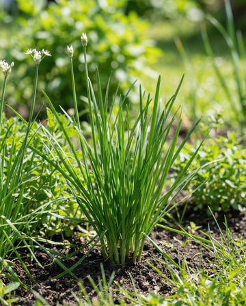Knoflookbieslook (Allium tuberosum) – meerjarige kruidenzaden van SeedsChoice