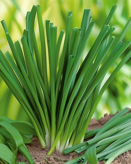 Bosui zaden Allium Fistulosum vaste plant kruid