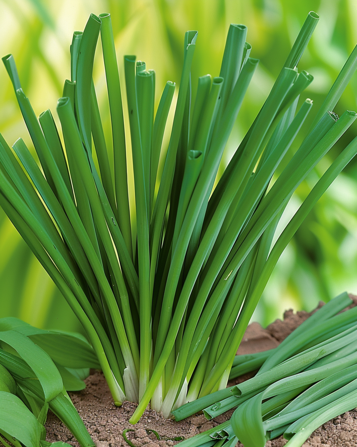 Stengelui zaden (Allium fistulosum) – meerjarig kruid