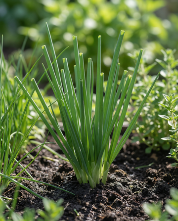 Stengelui (Allium fistulosum) – meerjarige kruidenzaden van SeedsChoice