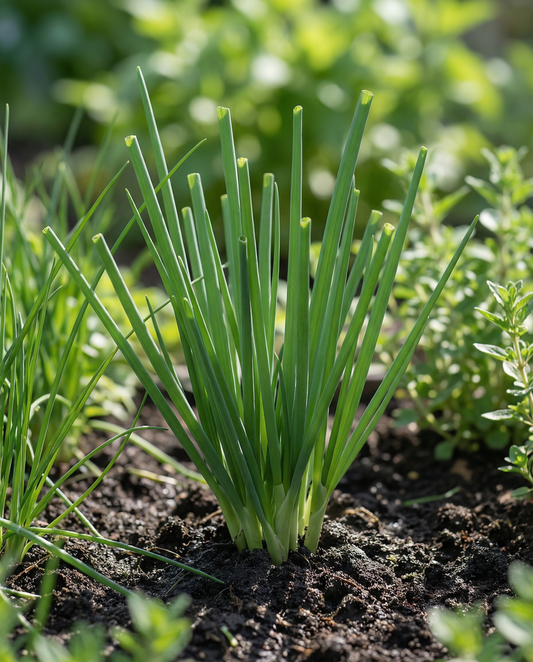 Stengelui (Allium fistulosum) – meerjarige kruidenzaden van SeedsChoice